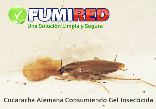 Eliminación de cucarachas con Gel Insecticida 