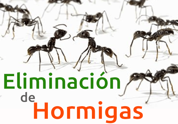 Eliminaciónde Hormigas