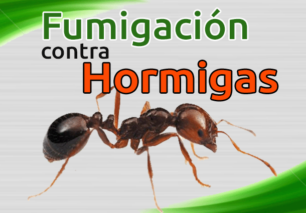 Fumigación contra Hormigas
