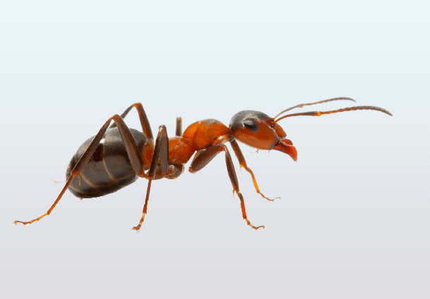 Eliminación de Hormigas