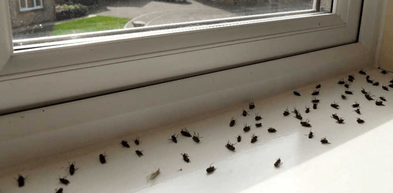de Moscas - Eliminar moscas