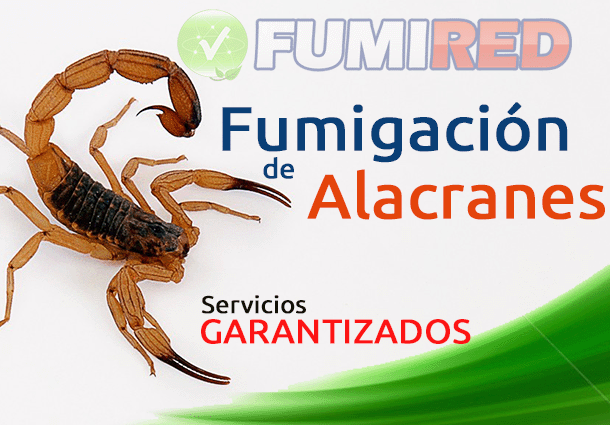 Fumigaciones de Alacranes