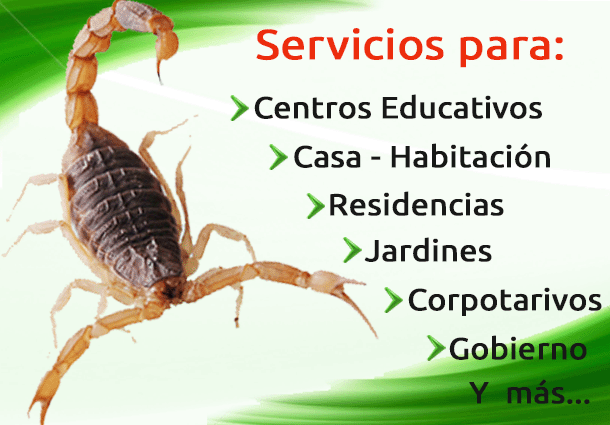 Servicio de Fumigacion de Alacranes