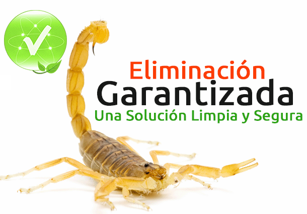 Eliminación garantizada de alacranes