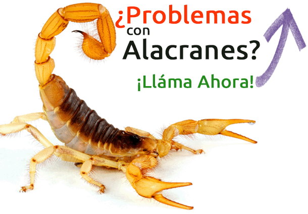 Problemas con Alacranes? Llámanos