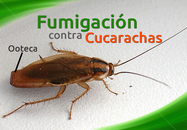 Fumigaciones de Cucarachas