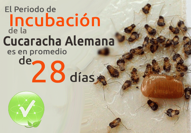 Cucarachas Alemanas Ooteca