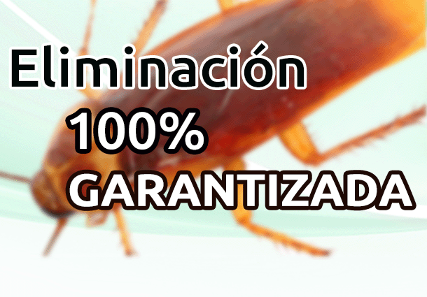 Fumigacion Garantizada Cucaracha Americana