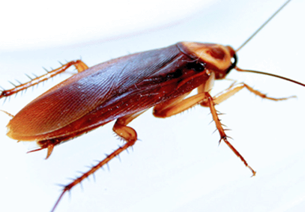 Cucaracha Americana