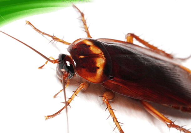 Cucaracha Americana