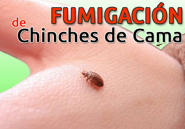 de Chinches - Fumigaciones de chinches- Eliminación de - fumigar