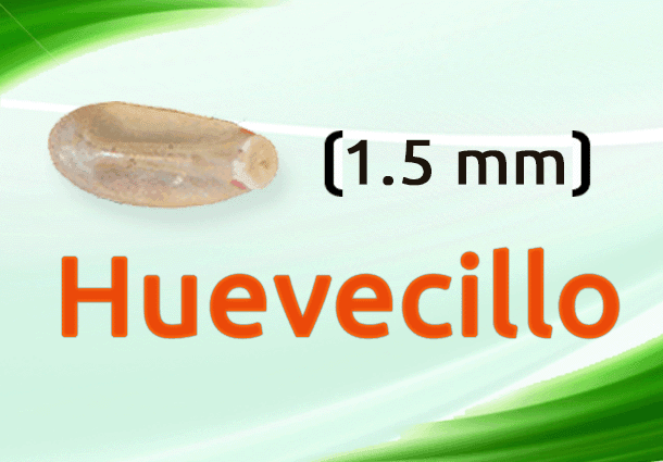 Huevecillo de chinche