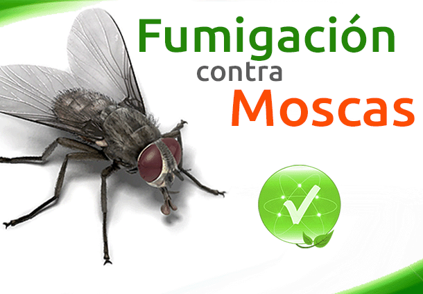 Fumigacion de Moscas Eliminar