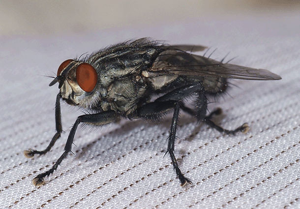 Eliminaciónde moscas