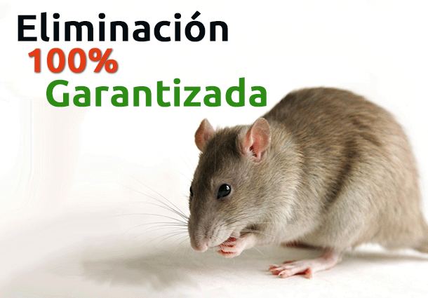 Eliminaciónde Hormigas