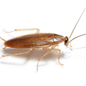 Cucaracha Alemana