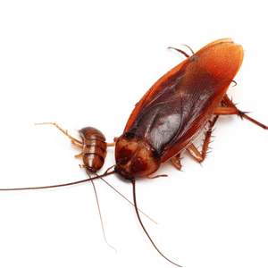 Cucaracha Americana