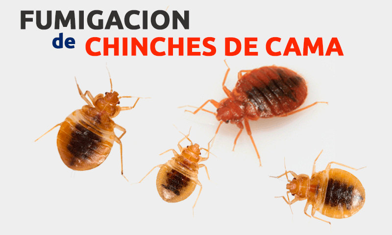 Fumigacion de Chinches de Cama 